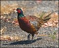 _0SB4225 ring-necked pheasant